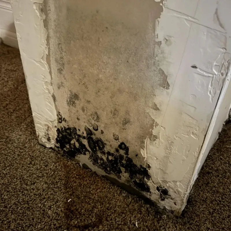 Professional Mold Removal in Austin, MN